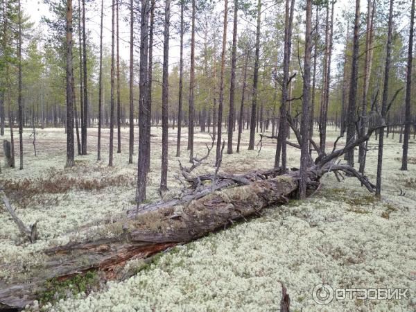 Экскурсия по г. Новый Уренгой (Россия, Ямало-Ненецкий АО) фото